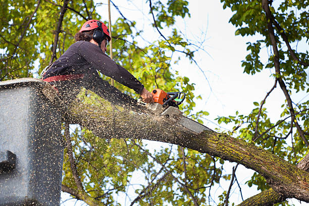 Soil Testing and Treatment in Menahga, MN